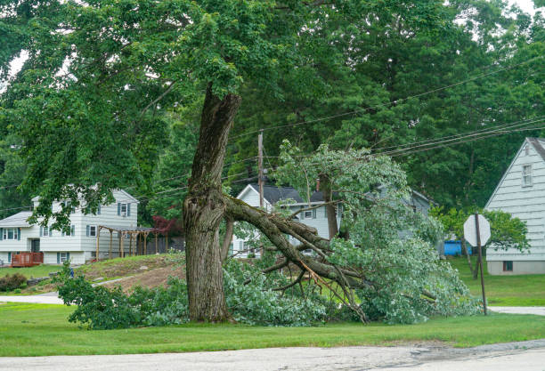 How Our Tree Care Process Works  in  Inglewood, CA