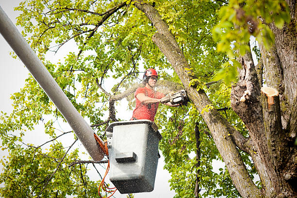 Best Utility Line Clearance  in Inglewood, CA